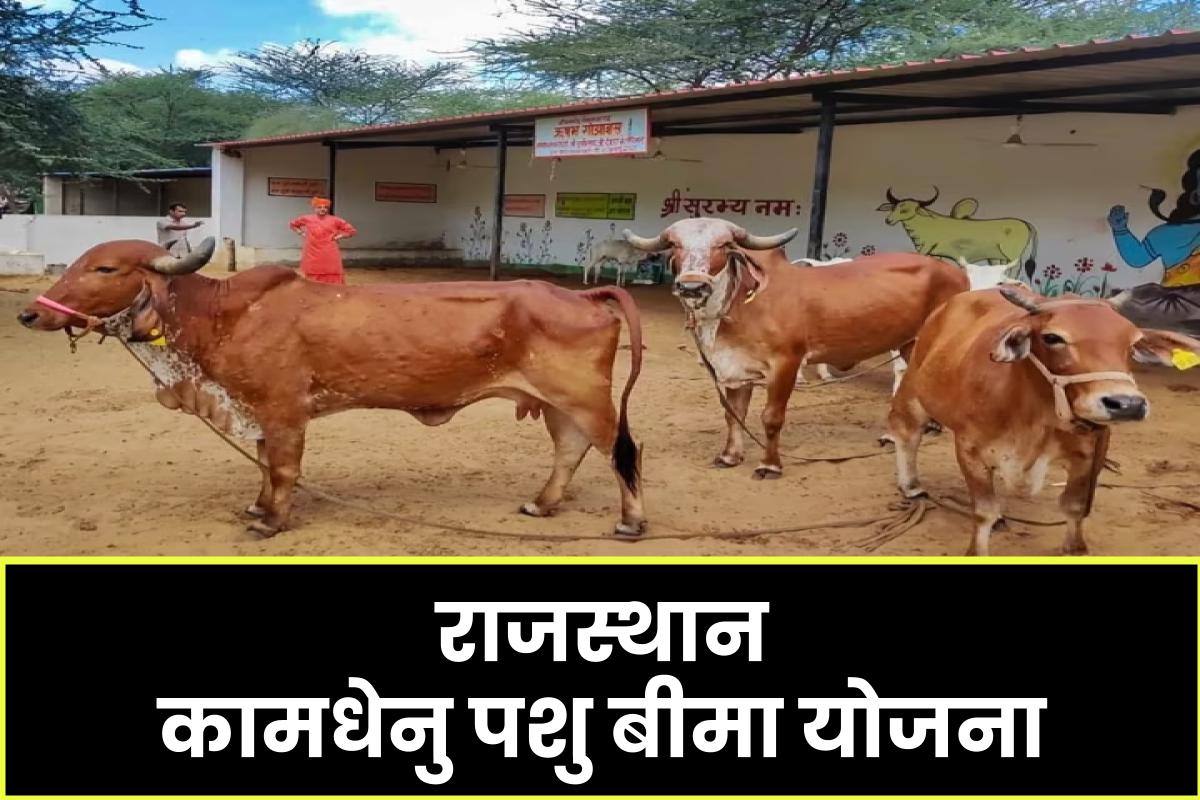 राजस्थान कामधेनु पशु बीमा योजना