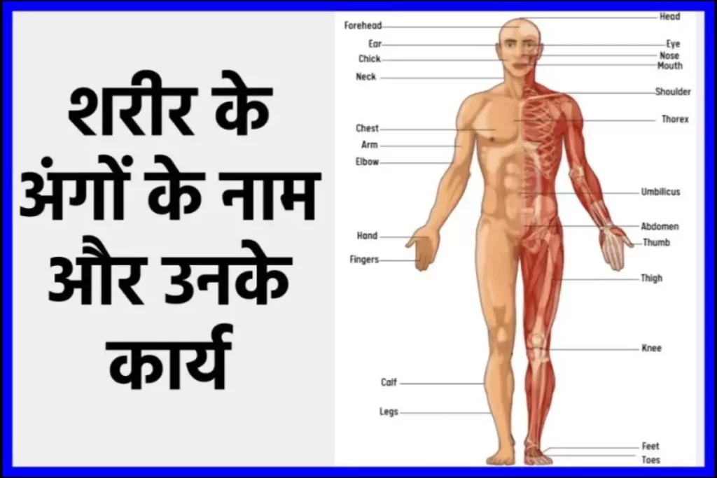शरीर के अंगों के नाम और उनके कार्य (Body Parts Name in Hindi and English with Image)