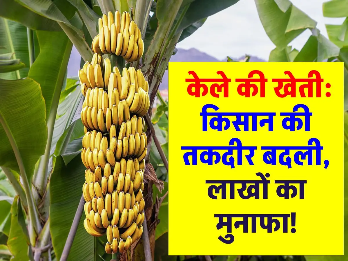 Banana Farming : कम लागत, ज्यादा मुनाफा: केले की खेती बन रही किसानों की पसन्द!