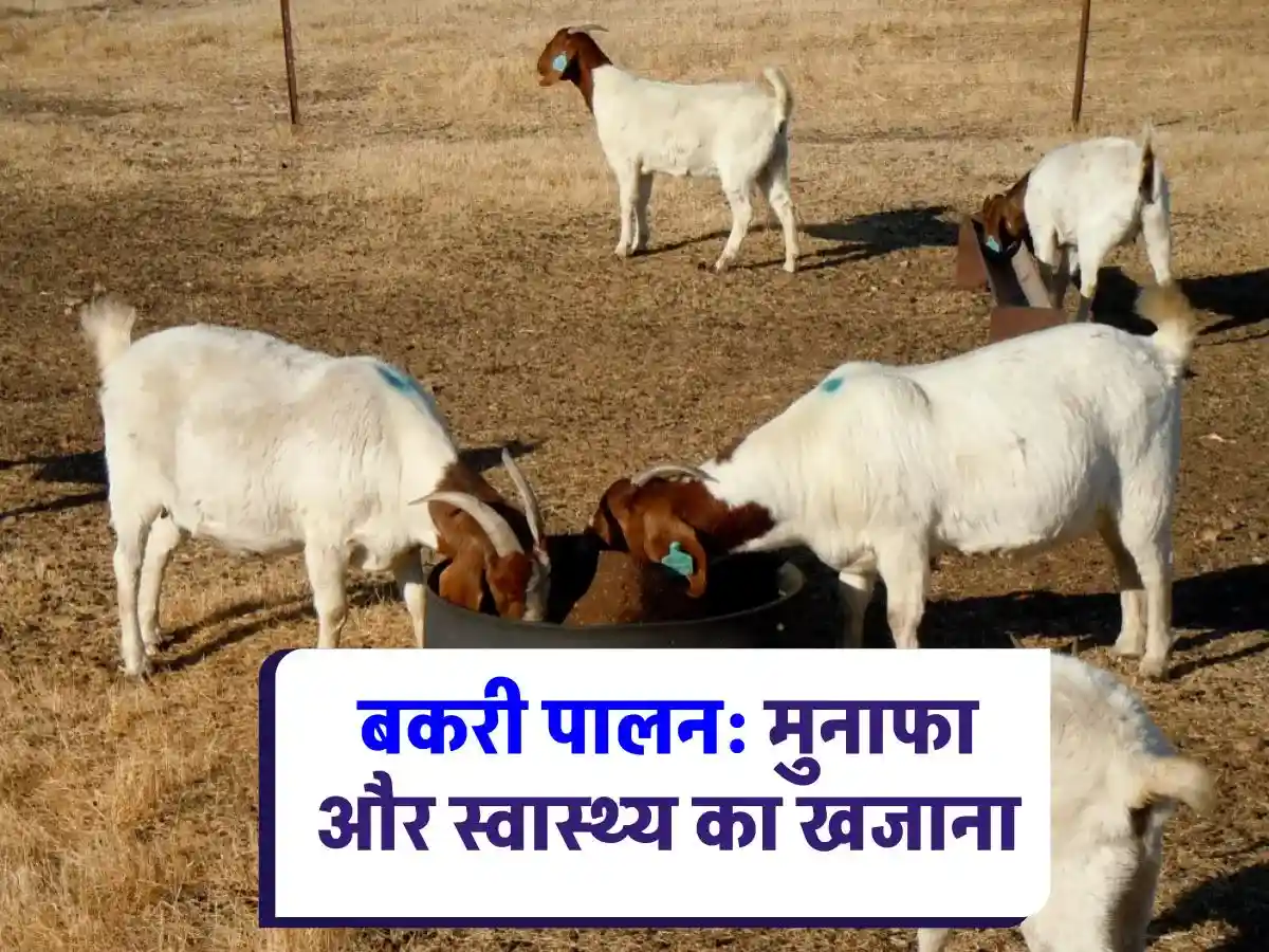 Goat Farming: बकरी पालन कम लागत, अधिक मुनाफा, सरकारी सहायता, ऐसे शुरू करें बकरी पालन का व्यापार