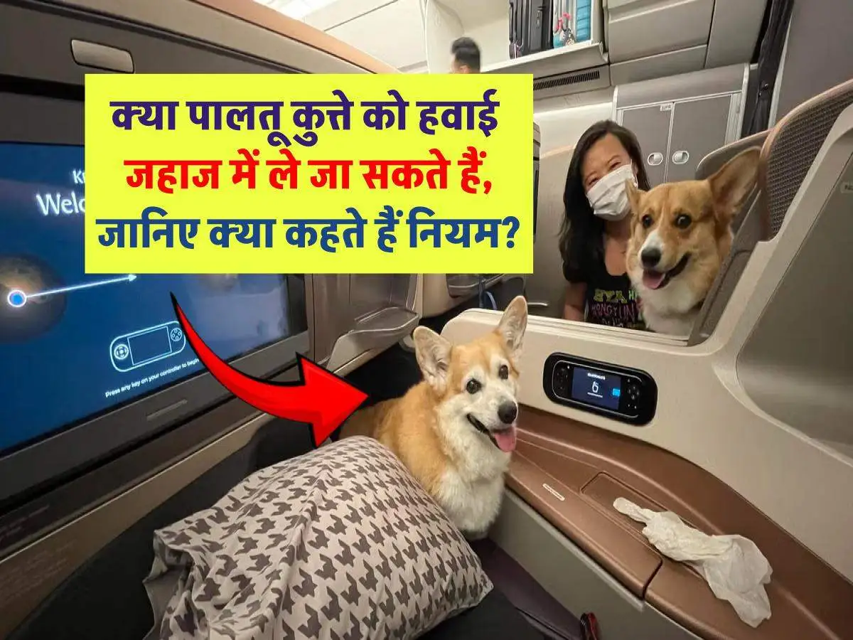 क्या हवाई जहाज में पालतू कुत्ते ले जा सकते हैं ? जानिए यात्रा के नियम और शर्तें