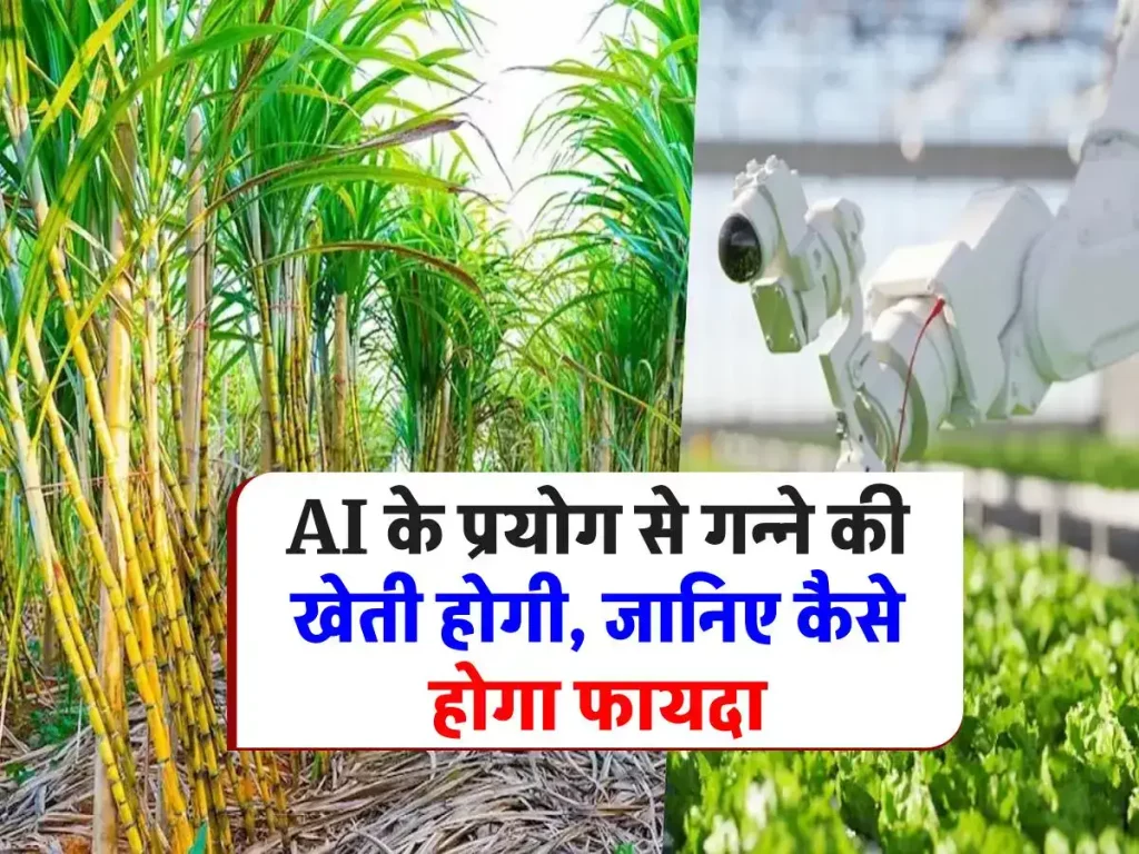 Sugarcane Farming With AI: उत्तर प्रदेश में AI की मदद से गन्ने की खेती, किसानों की आय होगी दोगुनी